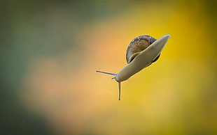 brown snail, snail, macro, yellow, green HD wallpaper