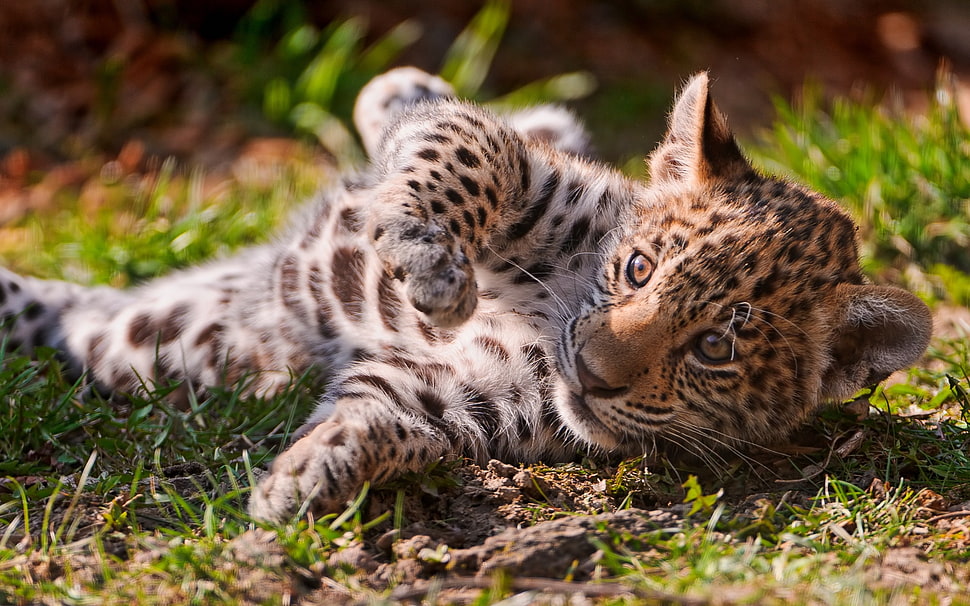 brown and white leopard on green grass HD wallpaper