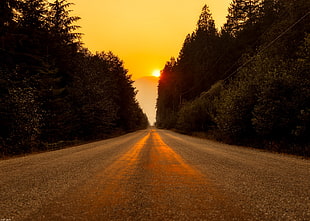 gray road between trees during golden hour