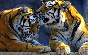 two Bengal tigers HD wallpaper