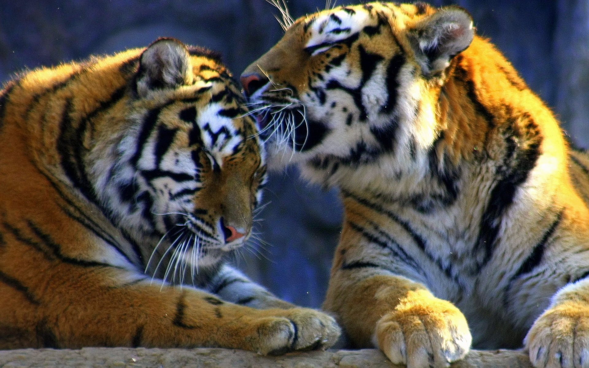 Two Bengal Tigers Hd Wallpaper Wallpaper Flare