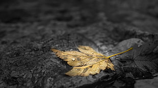 selective color photo of brown leaf, nature, fall, leaves, maple leaves