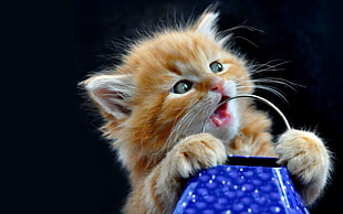 short-fur orange tabby kitten with blue container