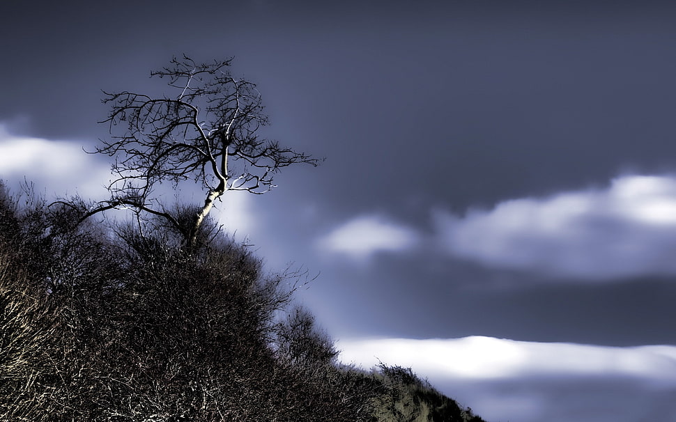 white and black tree painting, landscape HD wallpaper