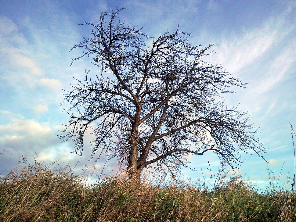tree surrounded with grass field HD wallpaper