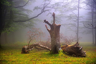 brown tree trunk and log during foggy day