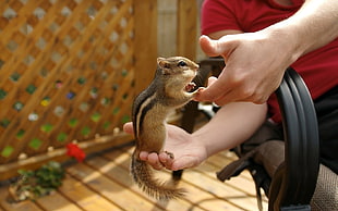 squirrel on person's hand