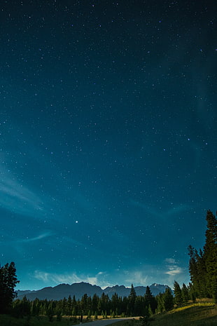 green pine trees, Starry sky, Night, Trees