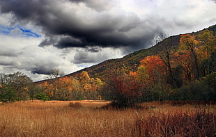 landscape photography of green and orange leaf under nimbus clouds