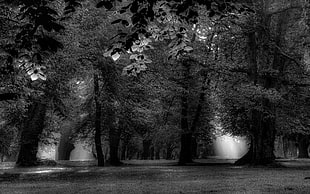 grayscale photo of trees, landscape, nature, mist, morning