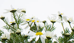 white Daisy Flowers close up photo, daisies HD wallpaper