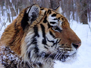 photo of tiger on forest during winter, amur
