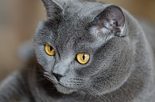 gray Russian Blue cat HD wallpaper