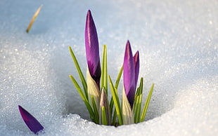 purple flower buds on snow ground