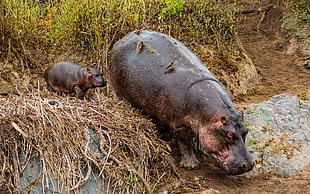 two Hippopotamus walking on dirt pathway during daytime