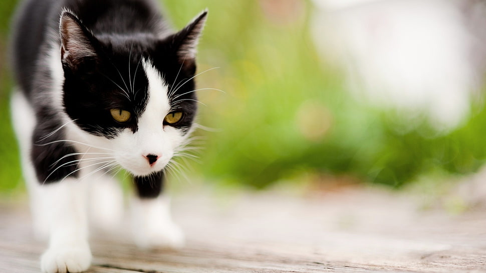 selective focus photography white and black cat HD wallpaper