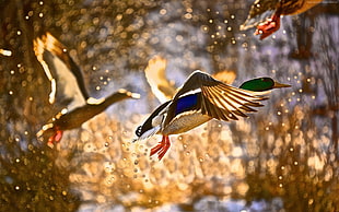 shallow focus photography of mallard HD wallpaper