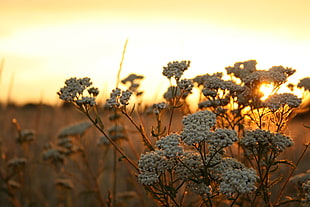 white flowering plant, Poland, sunset, yellow, brown