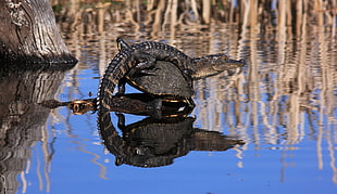black alligator, animals, pond, crocodiles, turtle