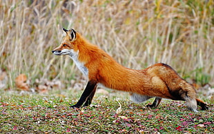 red fox on green grass photography