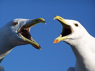two white birds, birds, seagulls, animals