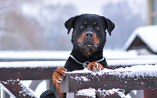 selective focus photography of mahogany rottweiler holding brown wooden board