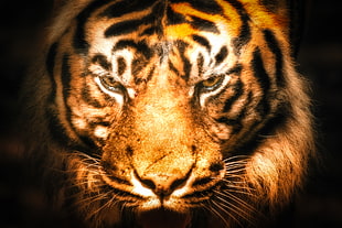 Bengal Tiger HD wallpaper