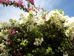 white Bougainvillea flowers in bloom at daytime HD wallpaper