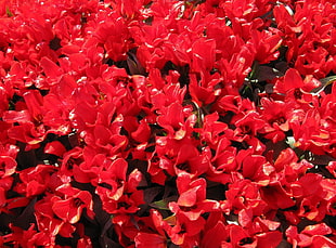 red Cleaver flowers