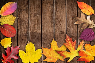 yellow and red leaves HD wallpaper