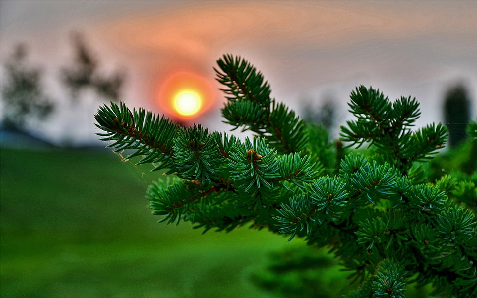 green pine tree HD wallpaper