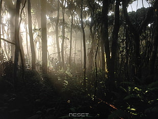 black trees, video games, Reset, forest, Theory interactive HD wallpaper