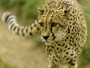 closeup photo of Cheetah HD wallpaper