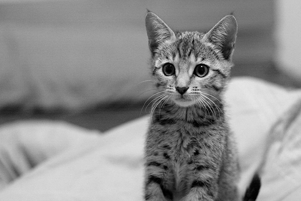 grayscale photography of a kitten HD wallpaper