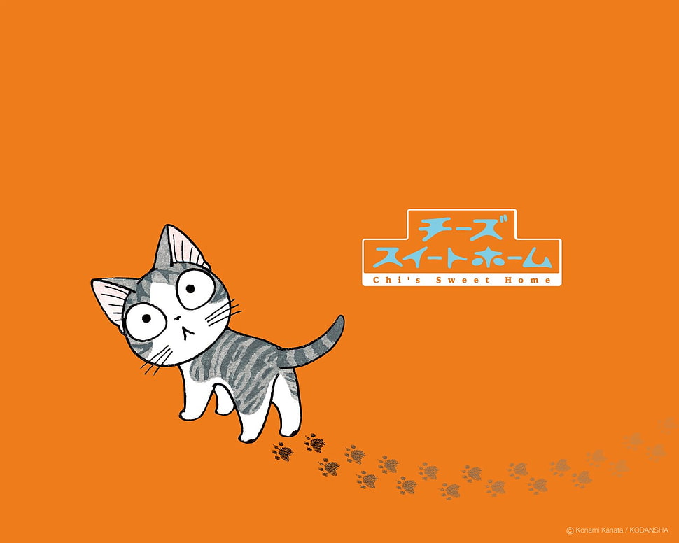 white and gray kitten digital wallpaper, kittens HD wallpaper