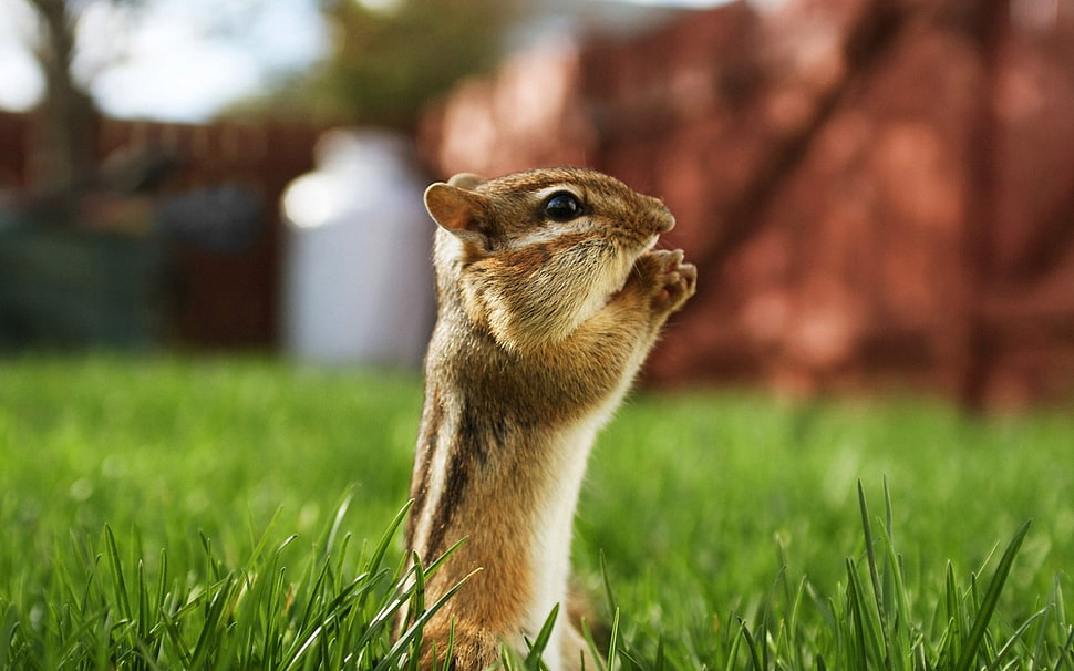 brown squirrel on green grass field HD wallpaper