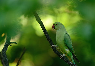 green bird, macro, animals, parrot, birds