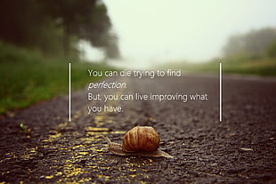 brown snail with text overlay, quote