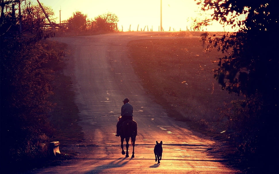 silhouette photography of person riding horse followed by dog on road during sunset HD wallpaper
