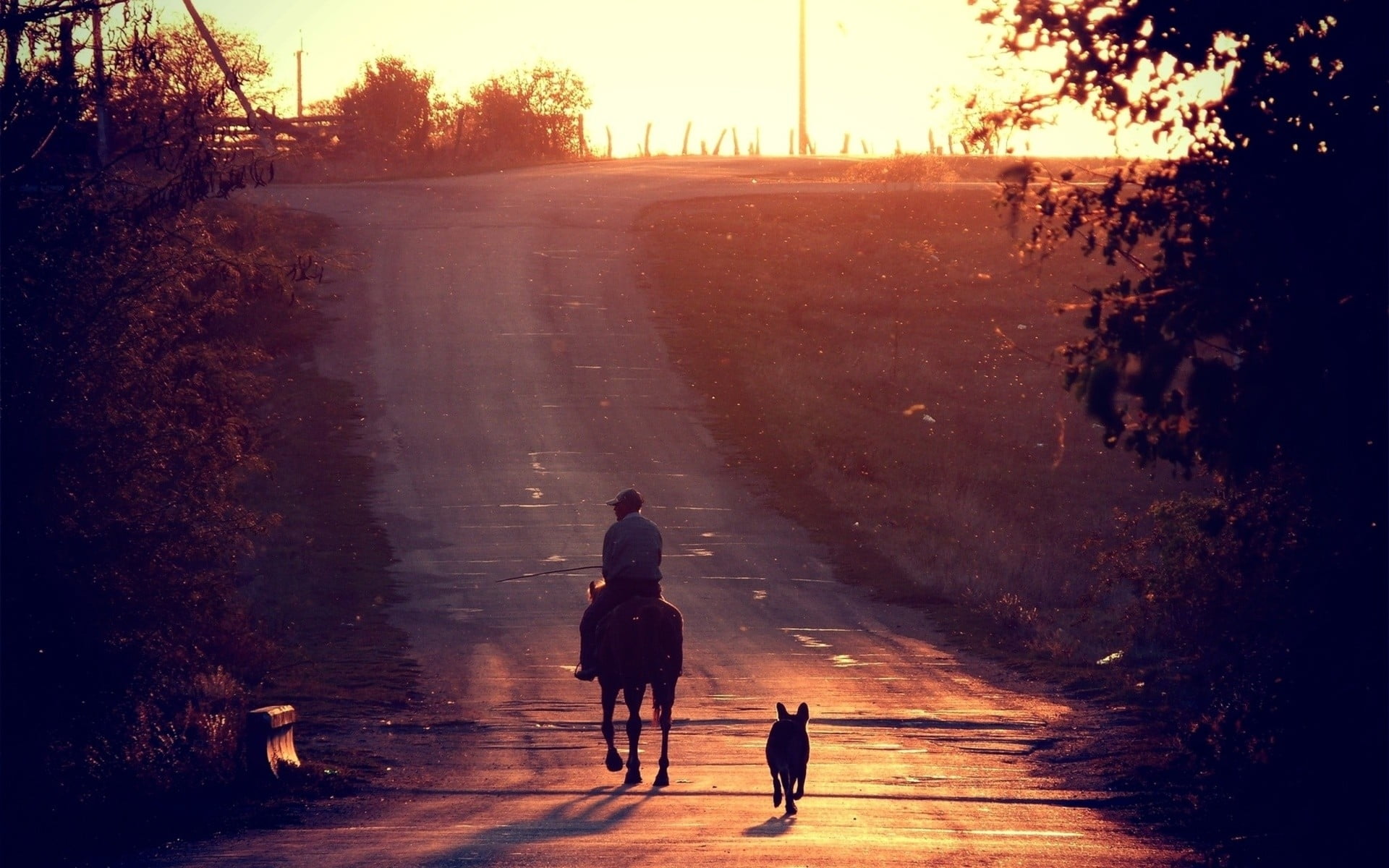 silhouette photography of person riding horse followed by dog on road during sunset