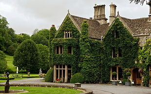 green and brown house, house, ivy, trees, England