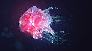 pink jellyfish digital wallpaper, digital art, colorful