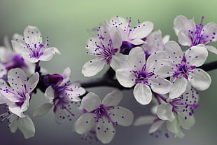 White and Purple Petal Flower Focus Photography HD wallpaper