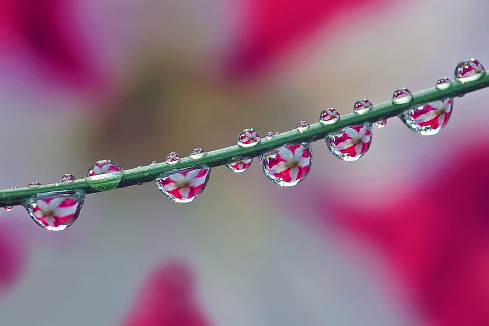 white petal flower reflecting through water dew HD wallpaper