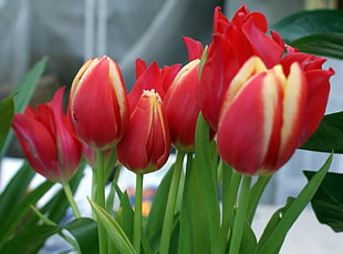 red-and-white tulips