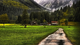 green grass field, nature, landscape, mountains, forest HD wallpaper