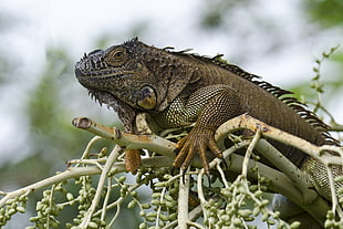 selected focus photography of a bearded dragon in tree branch