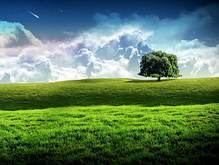 green grass field with single tree during white cloudy time