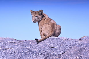 feline cub sits in gray rock