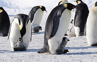 group of penguins with chicks HD wallpaper